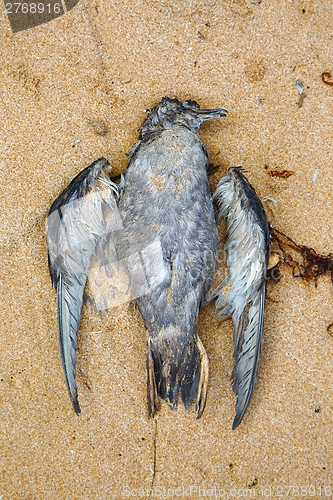 Image of Dead Bird