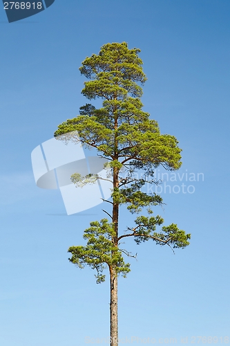 Image of Tall tree