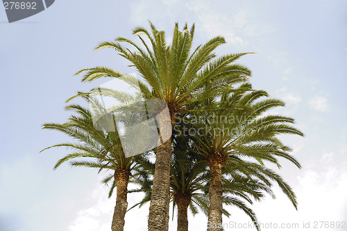 Image of Palms