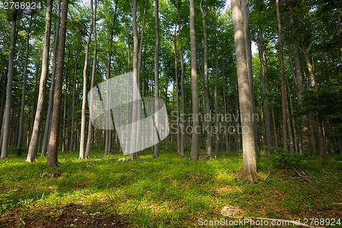 Image of Forest