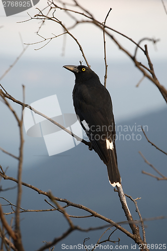 Image of Bird on tree