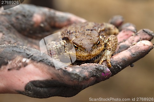 Image of Toad in hand