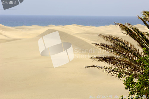 Image of Palm and desert