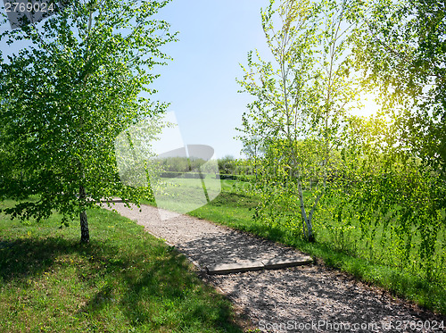 Image of Birch alley at sunrise