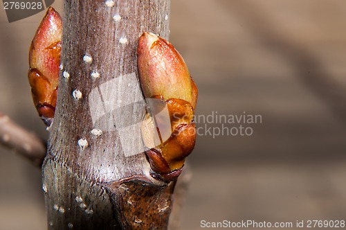 Image of Spring chestnut buds.