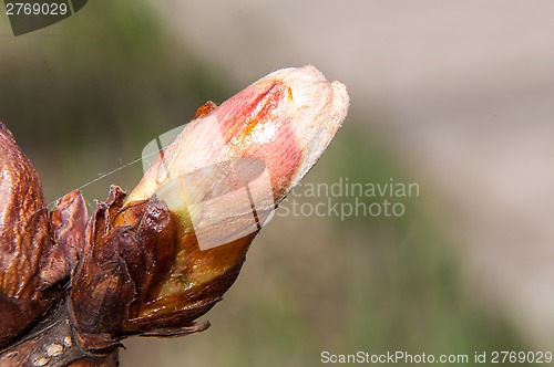 Image of Spring chestnut buds.