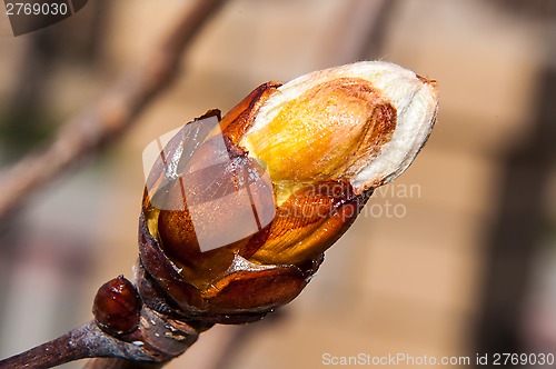 Image of Spring chestnut buds.