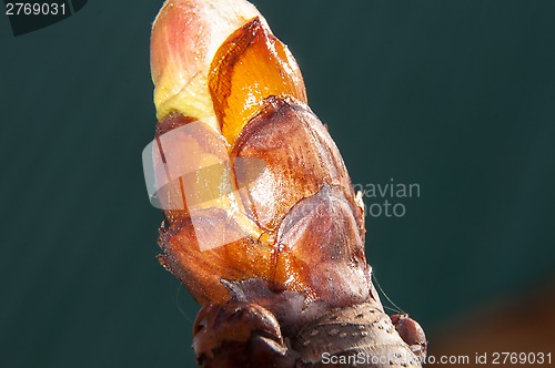 Image of Spring chestnut buds.