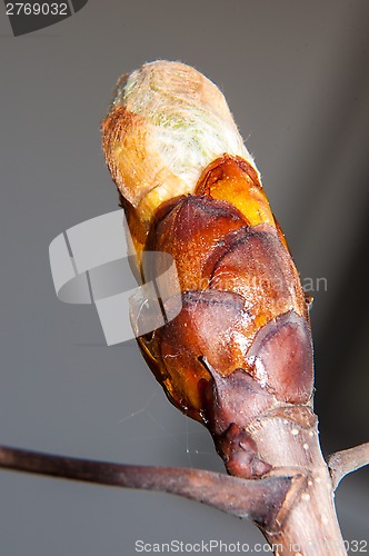 Image of Spring chestnut buds.