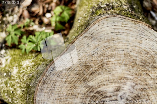 Image of stump taken from the top