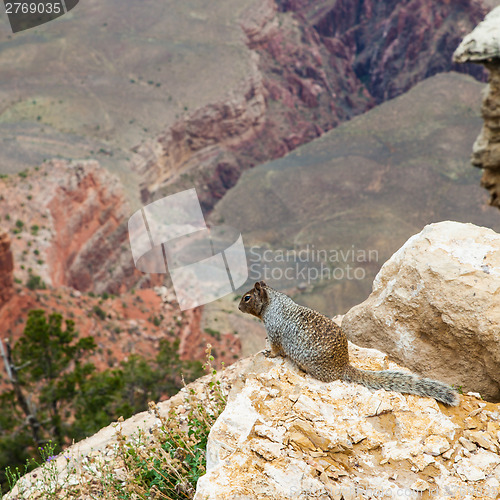 Image of Grand Canyon Squirrel