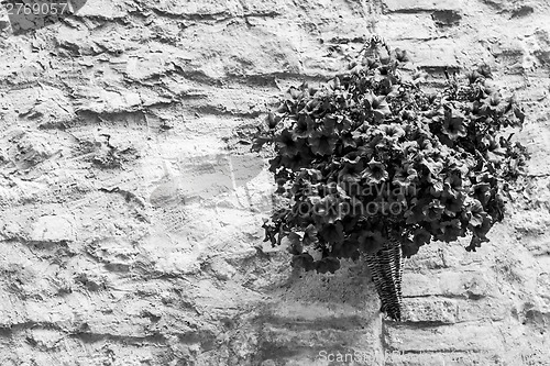 Image of Tuscan flowers