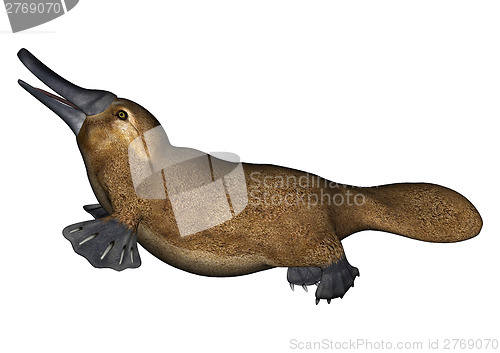 Image of Platypus