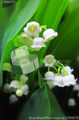 Image of Lilly of valley in green leaves 