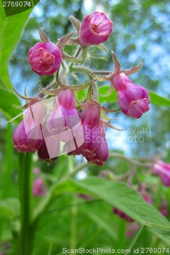 Image of early spring flowers