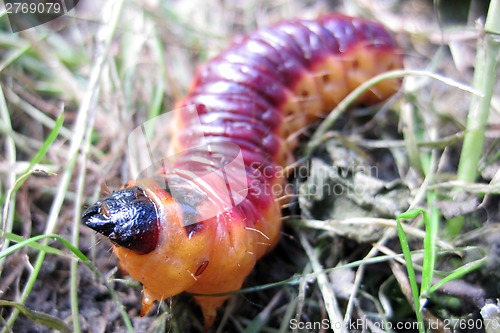 Image of big red grub as fishfood