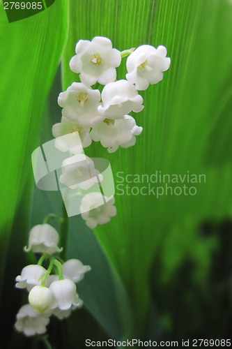 Image of Lilly of valley in green leaves 