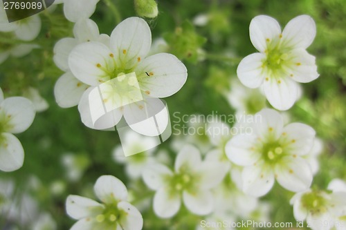 Image of early spring flowers from the nature 