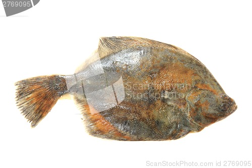 Image of flatfish isolated 