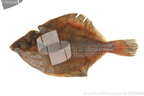 Image of flatfish isolated 