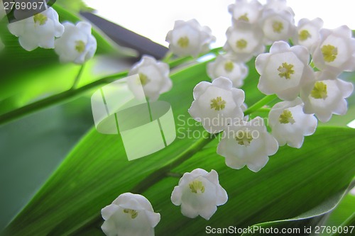 Image of Lilly of valley in green leaves 