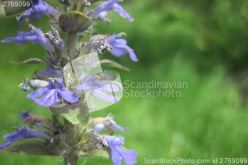 Image of early spring flowers