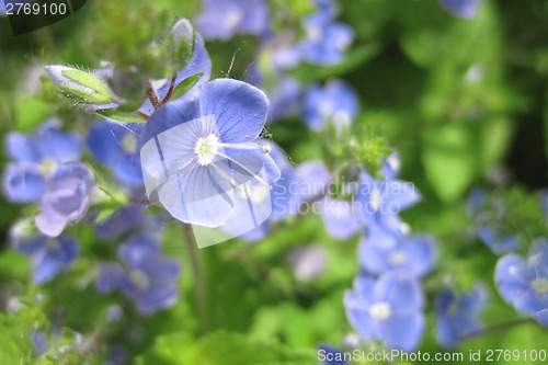 Image of early spring flowers