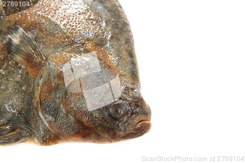 Image of flatfish head isolated 