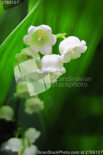 Image of Lilly of valley in green leaves 