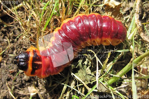 Image of big red grub as fishfood