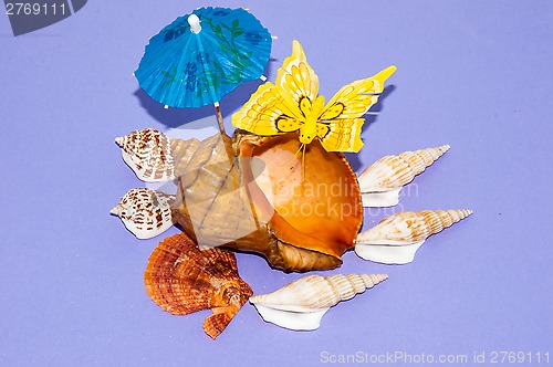 Image of The shells of marine animals