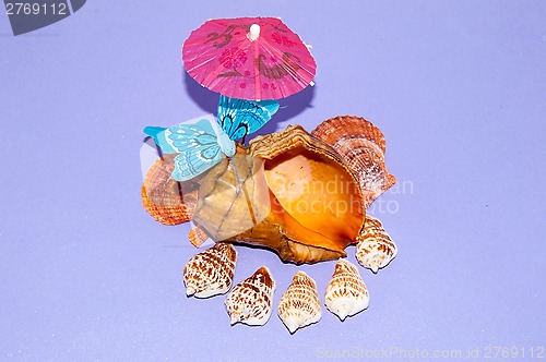 Image of The shells of marine animals