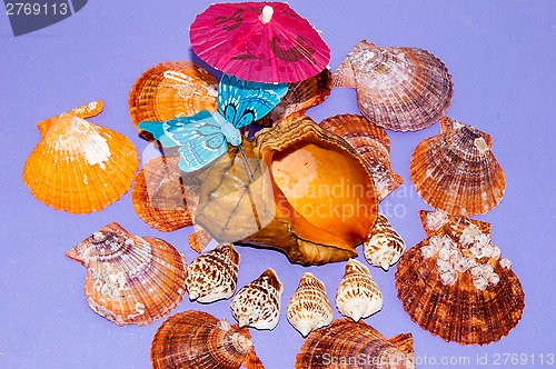 Image of The shells of marine animals