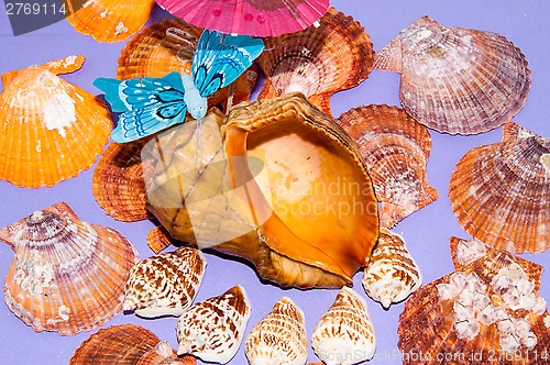 Image of The shells of marine animals