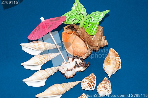 Image of The shells of marine animals