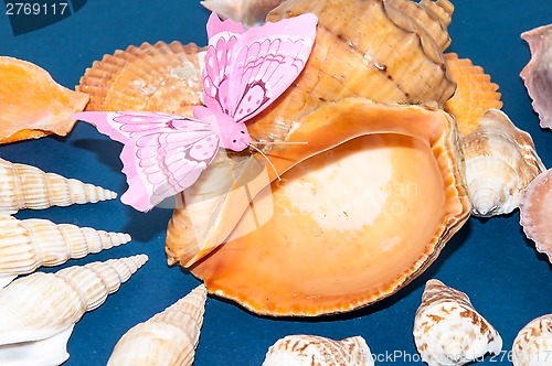 Image of The shells of marine animals