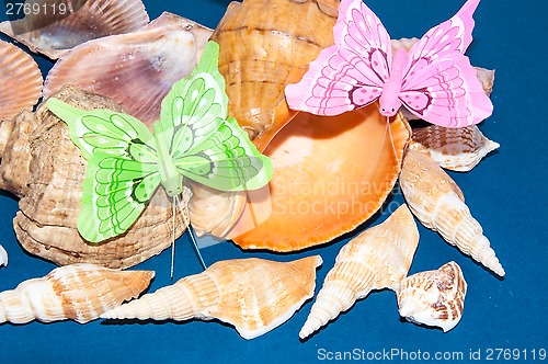 Image of The shells of marine animals