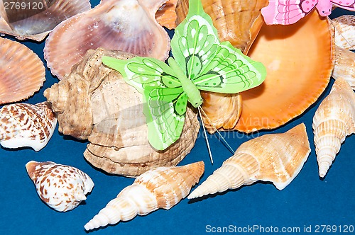 Image of The shells of marine animals