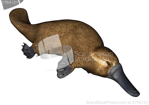 Image of Platypus