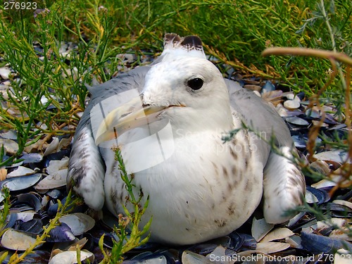 Image of The seagull has a rest on a beach in seaweed