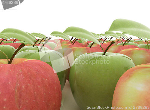 Image of apples 