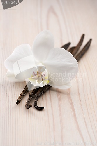 Image of Vanilla pods and flower