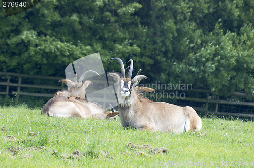Image of Roan antelope