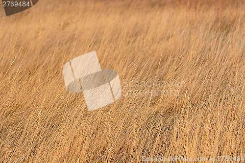 Image of dried yellow grass