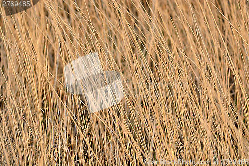 Image of dried yellow grass