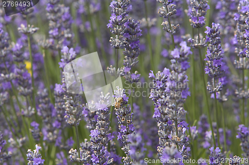 Image of A bee Enjoying Lavender Plant