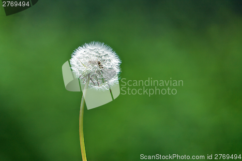 Image of Dandelion