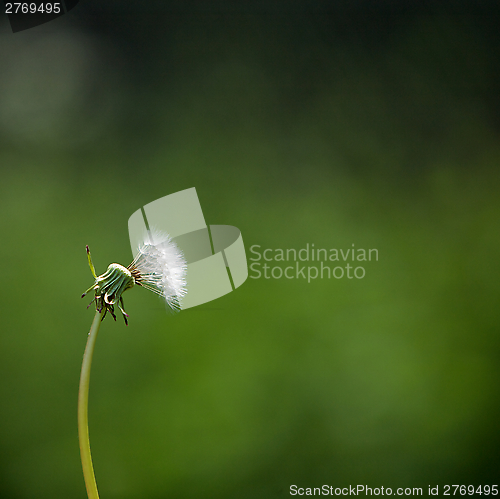 Image of Blown Dandelion Head in a Field