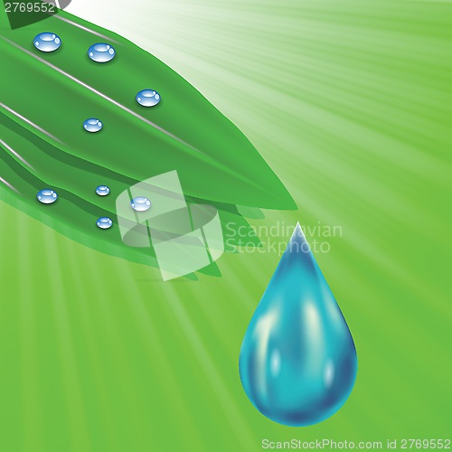 Image of green leaves and water drops