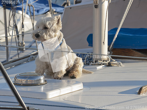 Image of Westie on sailing boat